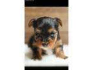 Yorkshire Terrier Puppy for sale in Sulphur, OK, USA