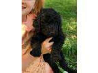 Goldendoodle Puppy for sale in Council Bluffs, IA, USA