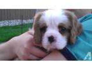 Cavalier King Charles Spaniel Puppy for sale in BAY CITY, MI, USA