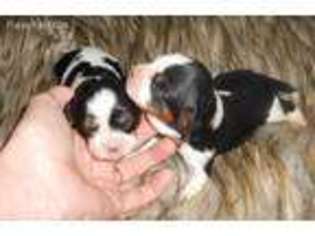 Cavalier King Charles Spaniel Puppy for sale in Warner Springs, CA, USA