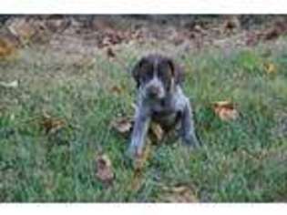 German Shorthaired Pointer Puppy for sale in Knoxville, TN, USA