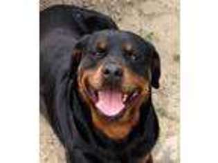 Rottweiler Puppy for sale in HOLLISTER, CA, USA