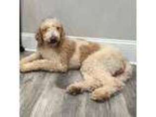 Goldendoodle Puppy for sale in Cartersville, GA, USA