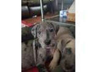 Cane Corso Puppy for sale in Coatesville, PA, USA