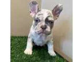 French Bulldog Puppy for sale in Cambria Heights, NY, USA