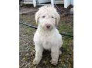 Labradoodle Puppy for sale in Brookville, OH, USA