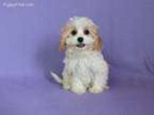 Cavachon Puppy for sale in North Collins, NY, USA