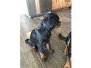 Rottweiler Puppy for sale in Channahon, IL, USA