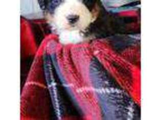 Bernese Mountain Dog Puppy for sale in Atlantic, IA, USA