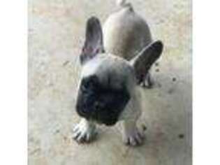 French Bulldog Puppy for sale in Saulsbury, TN, USA
