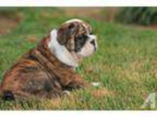 Bulldog Puppy for sale in CLOVIS, CA, USA