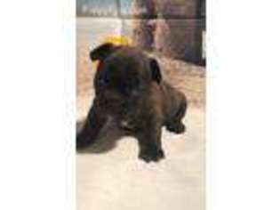 French Bulldog Puppy for sale in Bay Minette, AL, USA