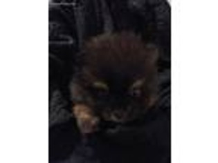 Pomeranian Puppy for sale in Stockton, CA, USA