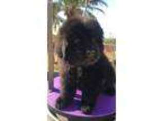 Newfoundland Puppy for sale in Riverside, CA, USA