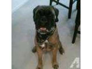 Boxer Puppy for sale in FAIRBORN, OH, USA
