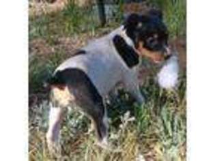Rat Terrier Puppy for sale in Divide, CO, USA