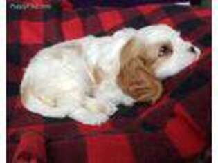Cavalier King Charles Spaniel Puppy for sale in Novi, MI, USA