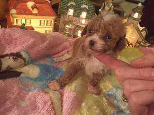 Mutt Puppy for sale in Pelham, NC, USA