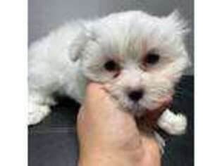 Maltese Puppy for sale in Barnstable, MA, USA