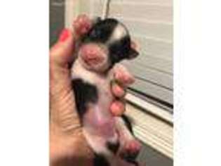 Yorkshire Terrier Puppy for sale in Henrietta, TX, USA