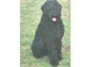 Black Russian Terrier Puppy for sale in Lynwood, CA, USA