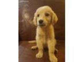 Golden Retriever Puppy for sale in Hartsville, SC, USA