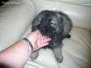 Keeshond Puppy for sale in Oklahoma City, OK, USA