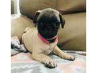 Pug Puppy for sale in Gastonia, NC, USA
