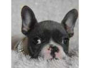 French Bulldog Puppy for sale in Fayetteville, TN, USA
