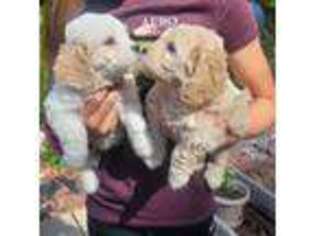 Cavachon Puppy for sale in Brookfield, WI, USA