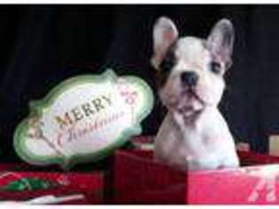 French Bulldog Puppy for sale in COVERT, MI, USA