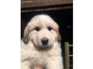 Great Pyrenees Puppy for sale in Sweetwater, TN, USA