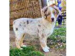 Miniature Australian Shepherd Puppy for sale in Blue Ridge, TX, USA