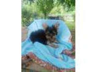 Yorkshire Terrier Puppy for sale in Pittsburg, TX, USA