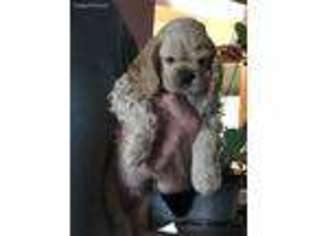 Cocker Spaniel Puppy for sale in Missoula, MT, USA