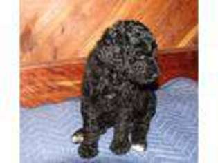 Mutt Puppy for sale in Round Top, TX, USA