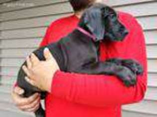 Great Dane Puppy for sale in Lindley, NY, USA
