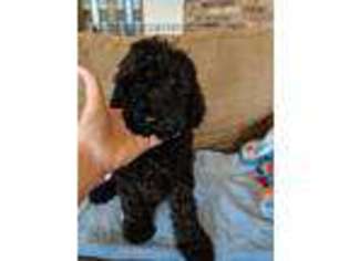 Goldendoodle Puppy for sale in Frankston, TX, USA