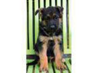 German Shepherd Dog Puppy for sale in Evergreen, NC, USA