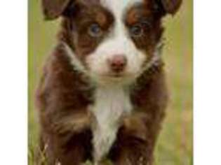 Miniature Australian Shepherd Puppy for sale in Tuttle, OK, USA