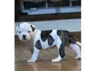 American Bulldog Puppy for sale in Lilburn, GA, USA