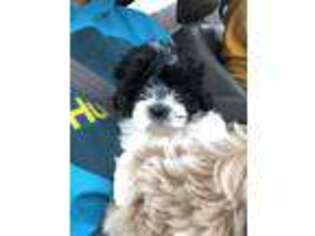Bichon Frise Puppy for sale in Manchester, NH, USA
