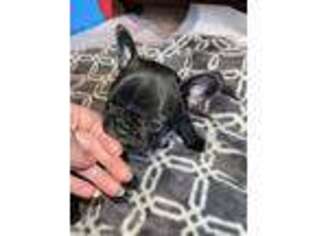 French Bulldog Puppy for sale in Hendersonville, TN, USA
