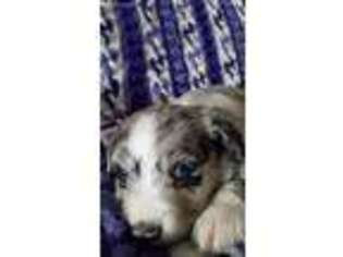 Miniature Australian Shepherd Puppy for sale in Reeds Spring, MO, USA