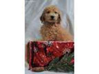 Goldendoodle Puppy for sale in Perrysville, OH, USA