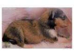 Collie Puppy for sale in Kalispell, MT, USA