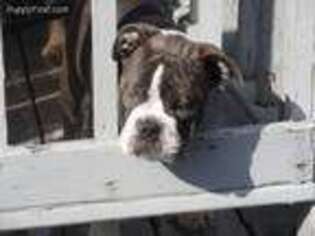 Olde English Bulldogge Puppy for sale in Warren, MI, USA