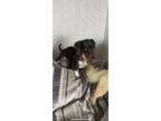 Dachshund Puppy for sale in Gaithersburg, MD, USA