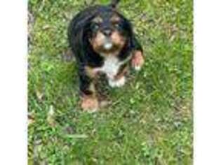 Cavalier King Charles Spaniel Puppy for sale in Lancaster, OH, USA