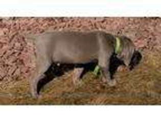 Weimaraner Puppy for sale in Brookings, SD, USA